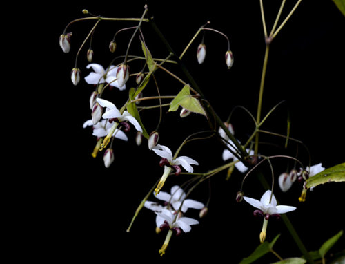Epimedium dolichostemon