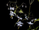 Epimedium dolichostemon Sold out