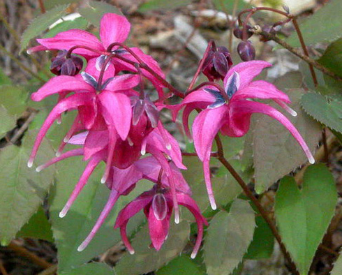 Epimedium grandiflorum 'Red Beauty'