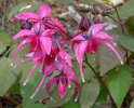 Epimedium grandiflorum 'Red Beauty'