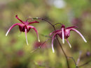 Epimedium grandiflorum 'Shiho' sold out