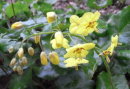 Epimedium pinnatum ssp. Colchicum