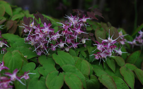 Epimedium grandiflorum -'Purple Pixie' sold out