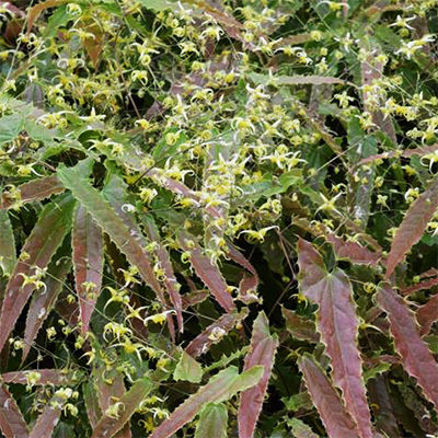 Epimedium x Sphinx Twinkler Syn 'Spine Tingler' 9cm £5.95