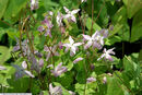 Epimedium x Sasaki 9cm €5.95 Epimedium x Sasaki for sale ireland