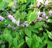 Epimedium x Sasaki 9cm £5.95