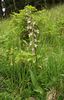 Epipactis-Hardy Helleborene Orchids