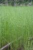 Equisetum