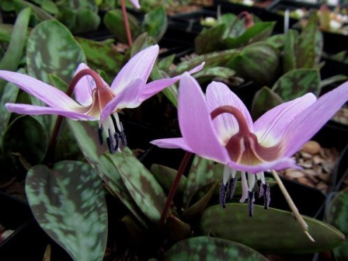 Erythronium dens-canis 'Purple King' 9cm £5.95