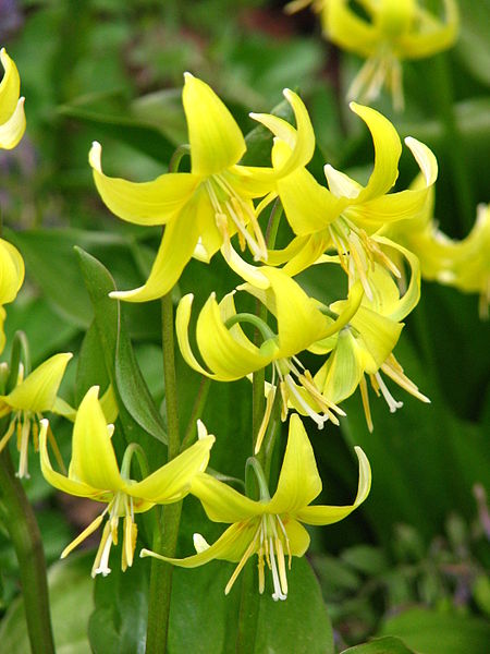 Erythronium 'Pagoda' bulb £1.95.