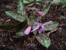 Erythronium dens canis 'Lilac Wonder'