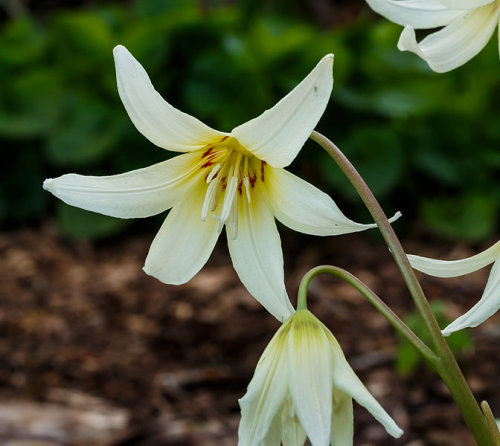Erythronium 'White Beauty' bulb £2.50. 3 bulbs £5.95