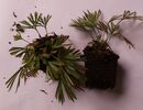 Actiniopteris- -Ray Ferns