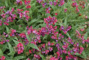 Pulmonaria