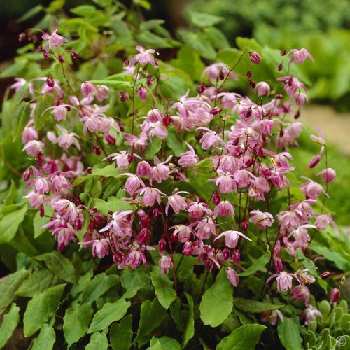 Epimedium x youngianum 'Roseum' sold out
