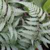 Athyrium 'Branford Beauty' Sold Out