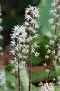 Tiarella cordifolia P9 (0.5 litre) €4.95 Sold out Tiarella cordifolia €4.95 for sale Ireand