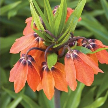 Fritillaria imperialis 'Beethoven' 2 litre pot £11