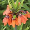 Fritillaria imperialis 'Beethoven' 2 litre pot £11