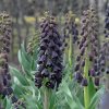 Fritillaria persica - Flowering size 2 litre £8.95