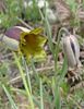 Fritillaria acmopetala flowering size bulbs- Sold out Fritillaria acmopetala flowering size bulbs £2.95