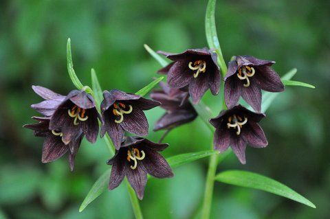 Fritillaria camschatcensis flowering size bulbs £5.50