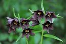 Fritillaria camschatcensis- Sold out Fritillaria camschatcensis flowering size bulbs £5.50