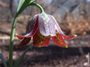Fritillaria davisii 9cm £5.95