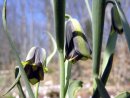 Fritillaria elwesii 9cm £5.95