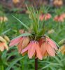 Fritillaria imperialis 'Brahms' 2 litre £11