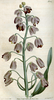 Fritillaria- available in the autumn