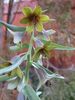 Fritillaria sewerzowii - Flowering size 1litre €12