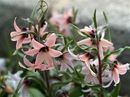 Fritillaria stenanthera 9cm £19 VERY limited stock