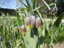 Fritillaria uva-vulpis - 9cm pot with 5 x flowering size bulbs £4.95