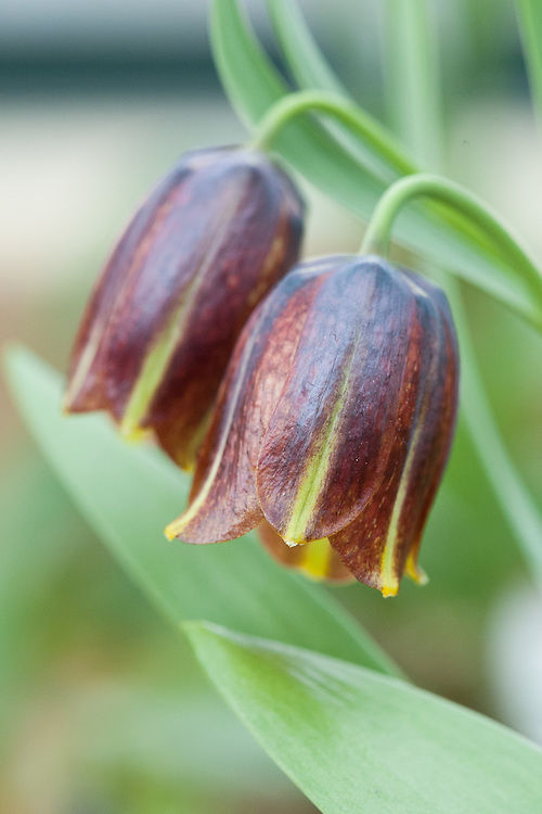 Fritillaria crassifolia Sold out