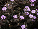 Geranium 'Dusky Crûg' 1 litre €8.00 for sale in Ireland