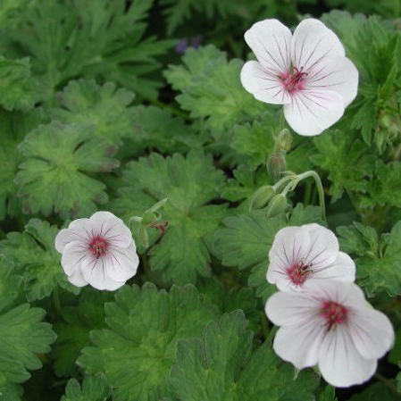 Geranium ‘Coombland White’