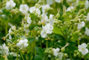 Geranium macrorrhizum 'White-ness'