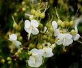 Geranium macrorrhizum 'White-ness' for sale Ireland