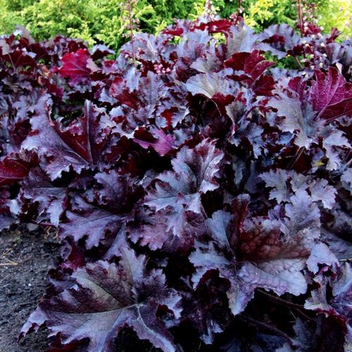 Heuchera 'Midnight Ruffles' 9cm £6.50