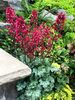 Heuchera 'Paris' 1 litre €7.00 Sold out Heuchera 'Paris' for sale in Ireland