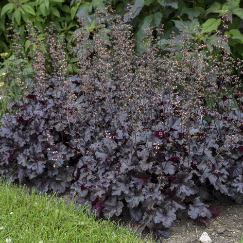 Heuchera 'Black Pearl' 9cm £5.95
