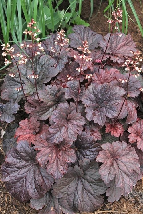 Heuchera 'Cajun Fire' 9cm £6.50