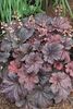 Heuchera 'Cajun Fire' 9cm £6.50