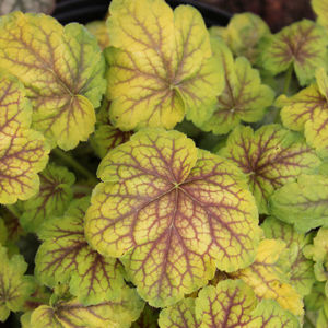 Heuchera 'Renoir' 9cm £6.50