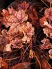 Heuchera 'Venus' 1.5 litre €7.95 Sold out Heuchera 'Venus' 2 litre €9.95