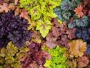 Heuchera- Indian Summer Series.