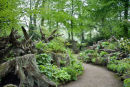 Stumpery Fern Collection. 7 ferns £26.00