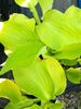 Hosta 'August Moon' P9 (0.5 litre) €5.95 Hosta 'August Moon' for sale in Ireland