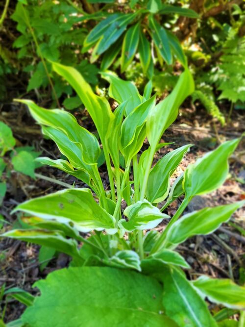 Hosta 'Austin Dickinson' for sale in Ireland